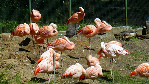 Zoo Bojnice.