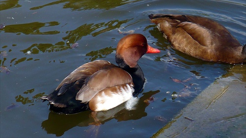 Zoo Bojnice.