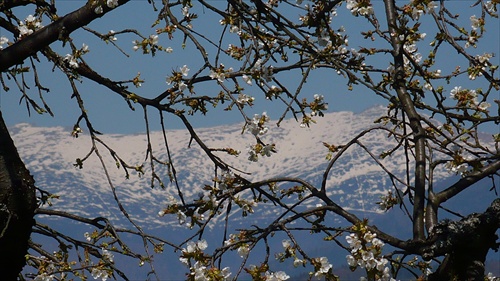 Rozkvitnuta ceresna.