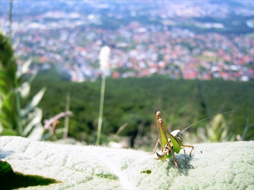 Nitra zo Zobora