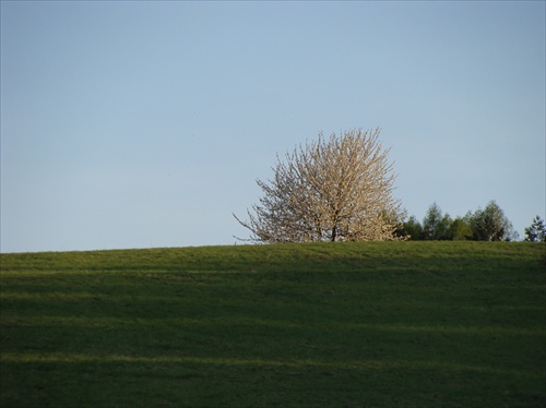 cherry blossom tree