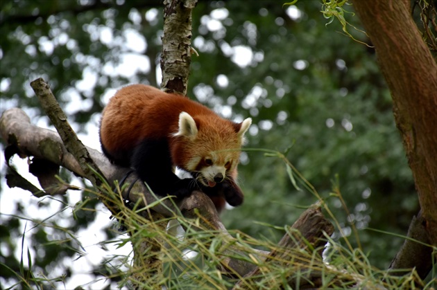 panda červená