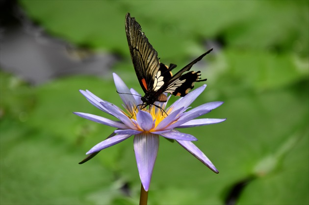 papilio ophidicephalus