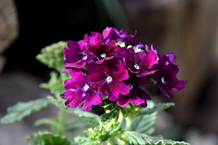 verbena fialová