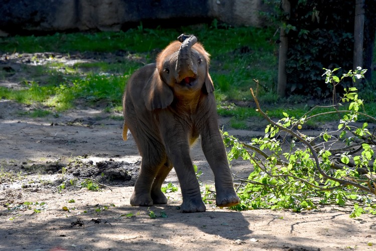 Happy elephant