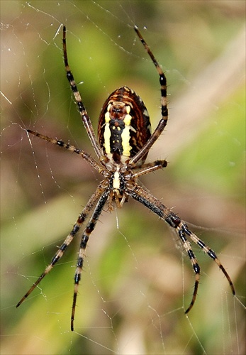 Pán Spiderman....