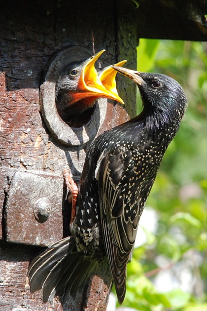 Sturnus vulgaris