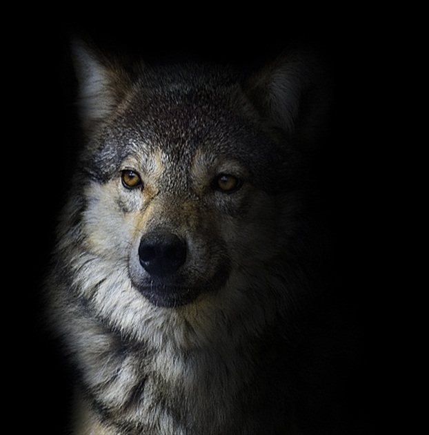 wolf