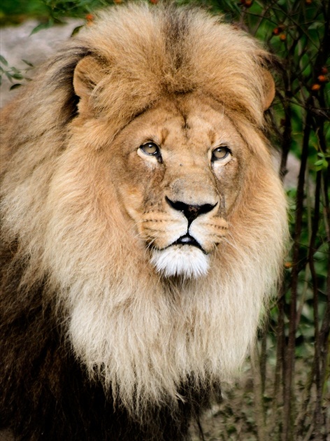 lion