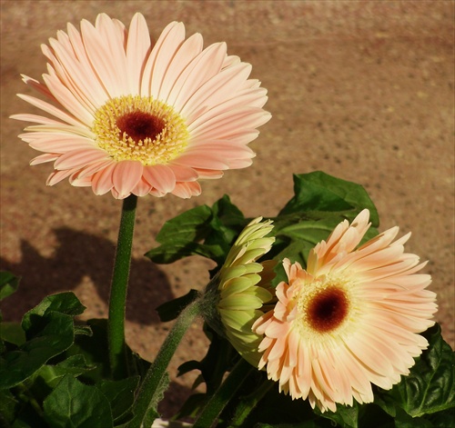 Trio Gerberos