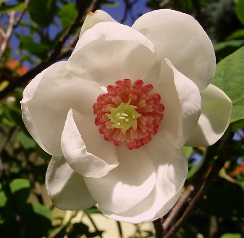 Magnolia sieboldii