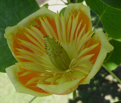 Liriodendron tulipifera