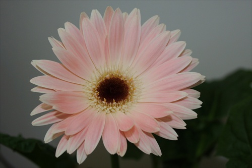 Gerbera