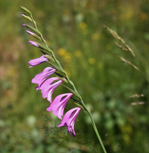 Gladiola-lúčna