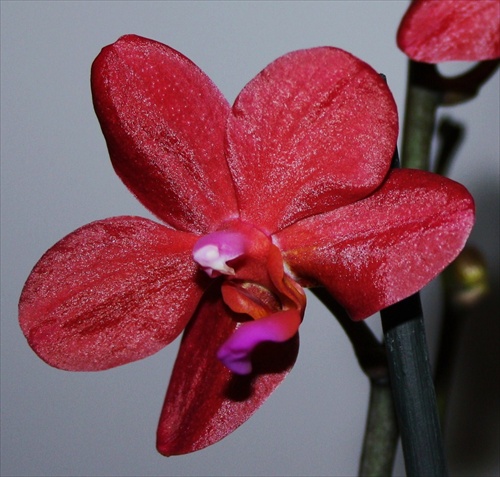 Orchidea