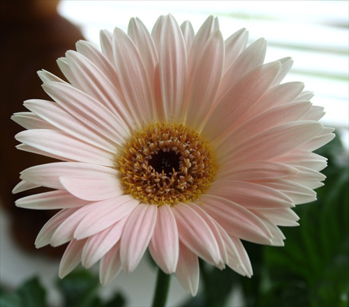 Gerbera