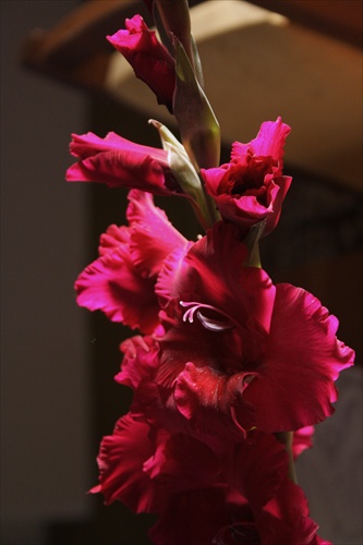 Gladiol