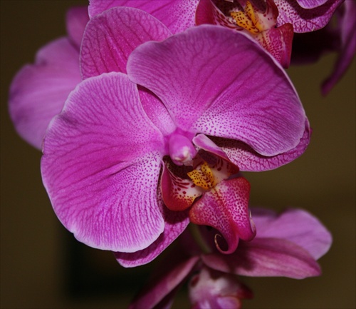 Phalaenopsis