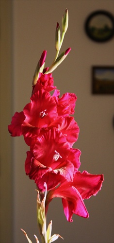 Gladiol