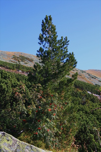 Jarabina-kosodrevina-limba