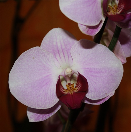 Orchidea