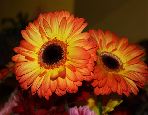 Gerbera