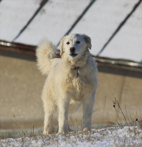 Dunčo