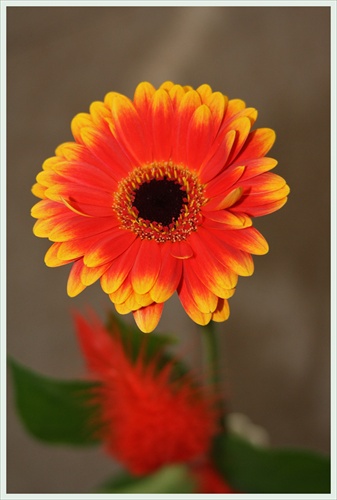 Gerbera