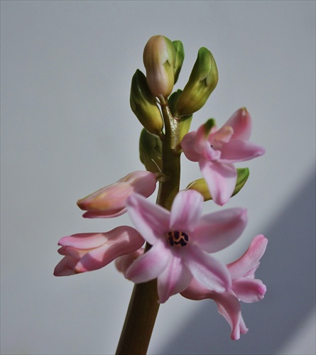 Hyacinth