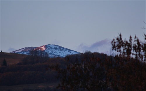 Králička