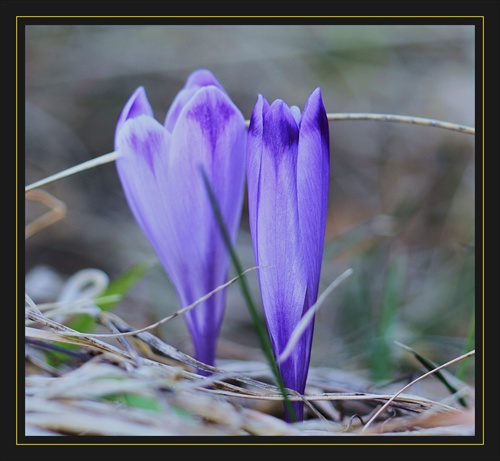 Krokus /Dríšteľ/