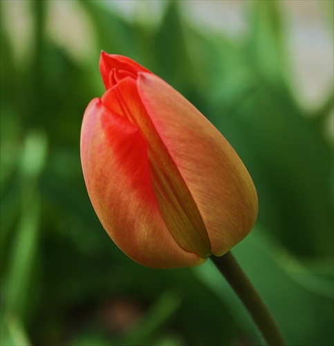 Tulipánik