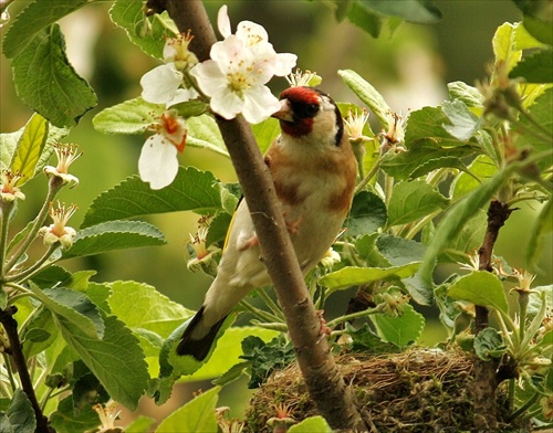 Stehlík obyčajný-carduelis carduelis