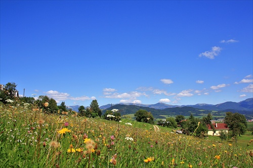 Lúka nekosená