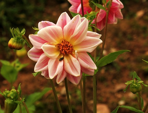 Dahlia