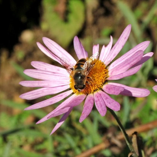 Muška