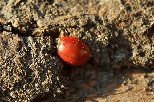 Liskavka topoľová