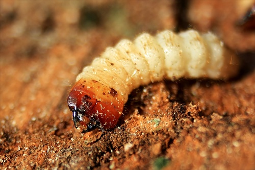 Larva