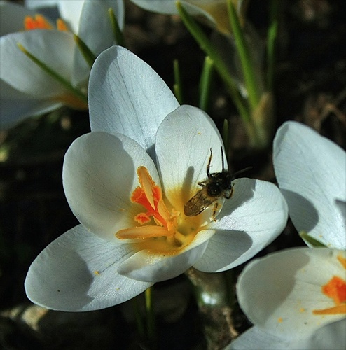 Krokus biely