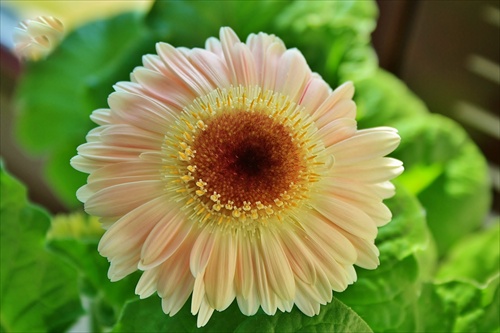 Gerbera