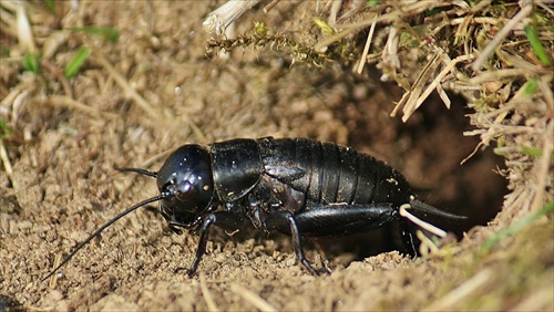 Svrček poľný