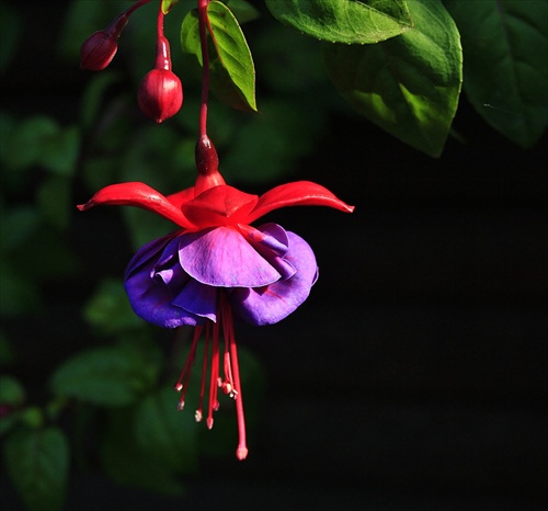 Fuchsia