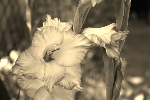 Gladiola