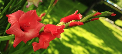 Gladiola