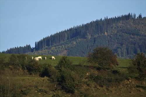 Kozy na paši