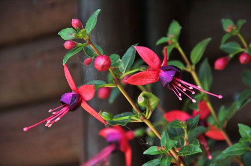 Fuchsia