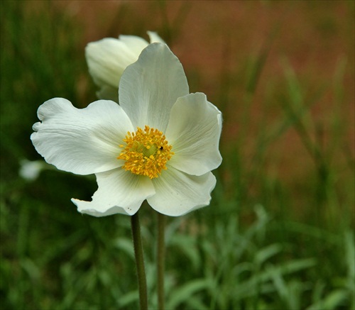 Veternica lesná