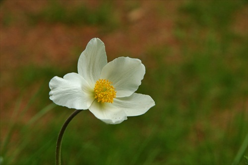 Veternica lesná