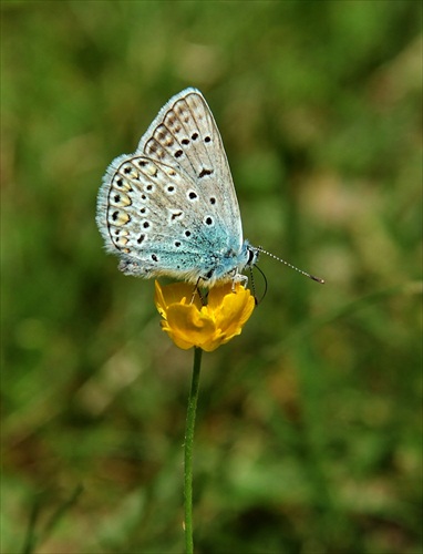 Modráčik