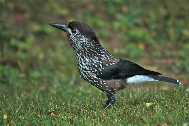 Orešnica